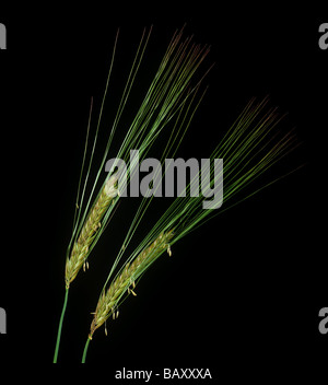 Two flowering ears of two row malting barley against a black background Stock Photo