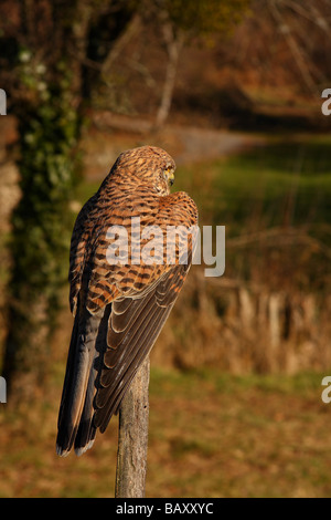 a Kestrel (Falco tinnunculus) sat on a fence post looking out over a small field Limousin France Stock Photo