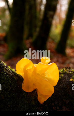 a beautiful example of a yellow brain fungus on a branch in woodland glowing with gentle back lighting Limousin France Stock Photo