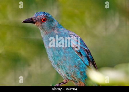 Asian Fairy Bluebird (Irena puella) Stock Photo