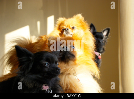 Adult pomeranians & their (black) crossed pups Stock Photo