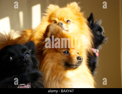 Adult pomeranians & their (black) crossed pups Stock Photo