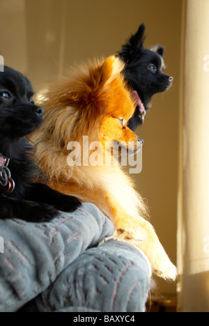 Adult pomeranians & their (black) crossed pups Stock Photo