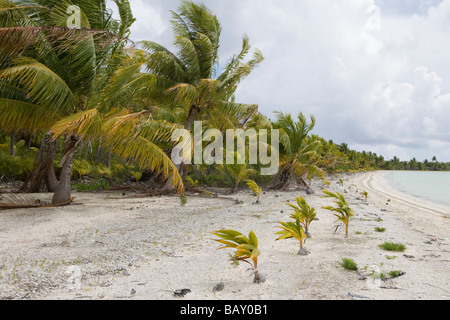 Young coconut trees sprouting on a beach at Fakarava Atoll, Fakarava, The Tuamotus, French Polynesia Stock Photo