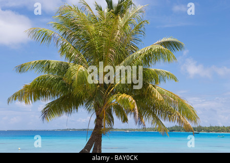 Coconut tree in Rangiroa Atoll, Avatoru, Rangiroa, The Tuamotus, French Polynesia Stock Photo