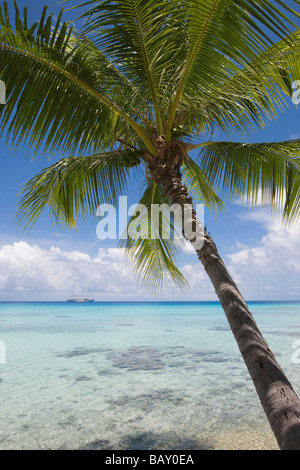 Coconut tree and Sailing Cruiseship Star Flyer (Star Clippers Cruises) in Rangiroa Atoll, Avatoru, Rangiroa, The Tuamotus, Frenc Stock Photo