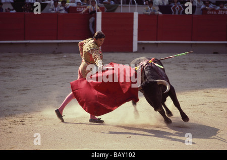 A raging bull attacking the bullfighter's red cape, arena of Granada, Andalusia. Spain Stock Photo