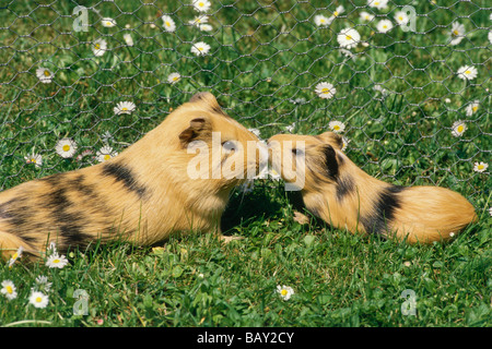 Guinea pigs, mother and young animal in outdoor enclosure on a meadow Stock Photo