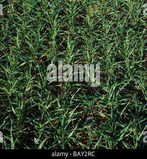 Young seedling winter barley crop at tillering stage 22 Berkshire November Stock Photo