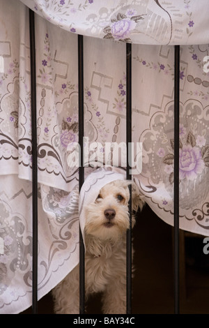 Cute Puppy Dog Looking Out Window, Palma, Mallorca, Balearic Islands, Spain Stock Photo