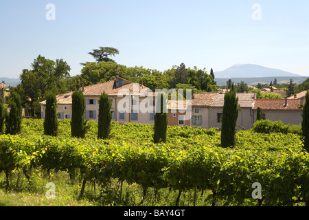 Vineyard in front of the houses of the village Suze-la-Rousse, Drome. Provence, France Stock Photo