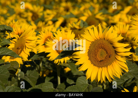 Blooming sunflower field, Alpes-de-Haute-Provence, Provence, France Stock Photo