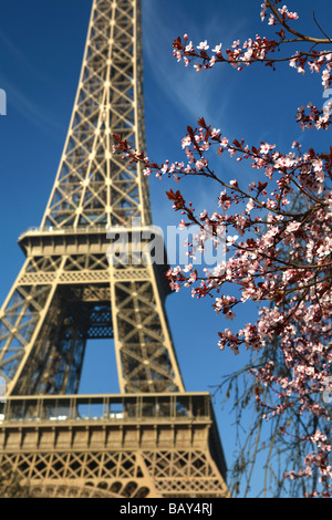 Parc du Champs de Mars blossoms by the Eiffel Tower, Paris, France Stock Photo