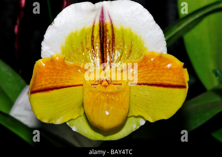 Orchid flower. Yellow white Lady's slipper. Stock Photo
