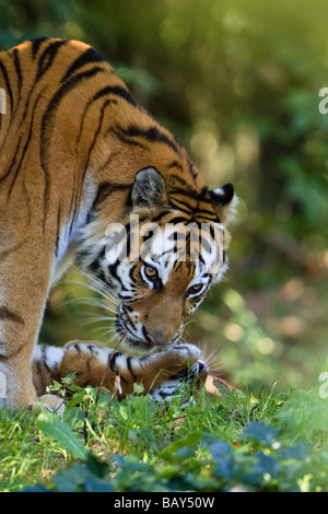 Siberian Tigers, mother and cub, Panthera tigris altaica, captive Stock Photo