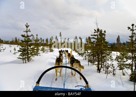 Ride with Dog Sledge through snowy landscape, Husky, Rovaniemi, Lapland, Finland, Europe Stock Photo