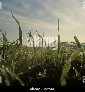 Dew drops of winter barley seedlings in early morning misty autumn light Stock Photo