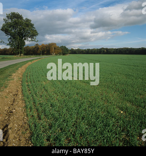 Young barley crop beside a country road with autumn trees Wiltshire Stock Photo