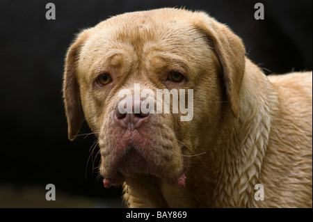 Dogue de Bordeaux large heavy mastiff dog first used in France  for guarding and hunting boar and bear . Stock Photo