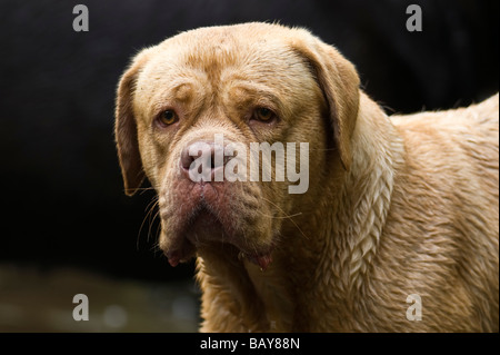 Dogue de Bordeaux large heavy mastiff dog first used in France  for guarding and hunting boar and bear . Stock Photo