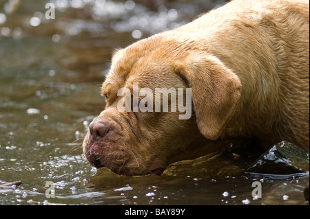 Dogue de Bordeaux large heavy mastiff dog first used in France  for guarding and hunting boar and bear . Stock Photo