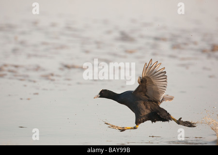 Coot Fulica atra Taking off Stock Photo
