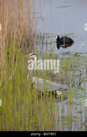 Grey Heron Ardea purpurea stalking through reed-bed in search of fish Stock Photo