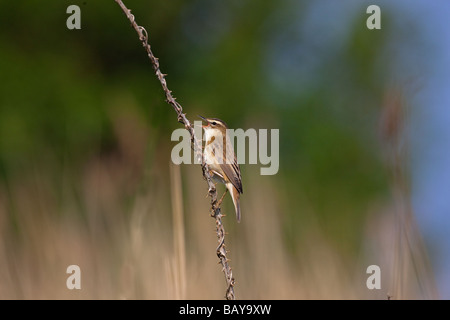 Sedge Warbler Acrocephalus schoenobaenus Stock Photo