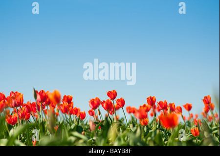 A large field of blooming colorful tulips planted in rows Stock Photo