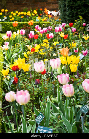 Many different varieties of brightly coloured tulips in a border at Abbey House Gardens Malmesbury Wiltshire England UK Stock Photo