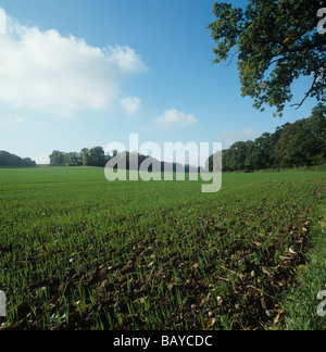 Seeding wheat crop in autumn with trees just beginning to change colour Stock Photo