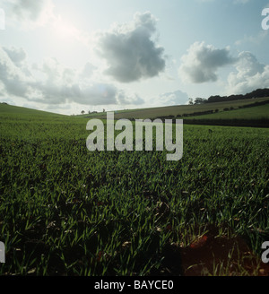 Contre jour image of a young winter wheat crop short after emergence in autumn Stock Photo