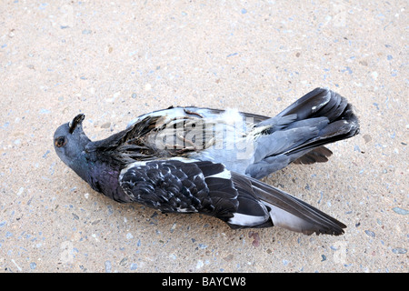 dead pigeon Stock Photo