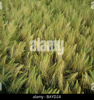 Ears of a ripening six row barley crop Derbyshire Stock Photo