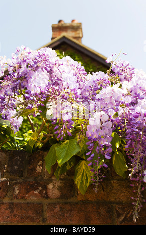 Wisteria and variegated ivy growing over an English garden wall. Borders of Hampshire and Dorset. UK. Stock Photo