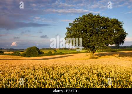 Golden corn field with tree near Chawleigh Mid Devon England August 2008 Stock Photo