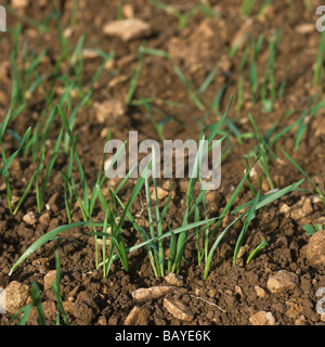 Seedling wheat crop at stage 12 shortly after emergence Stock Photo