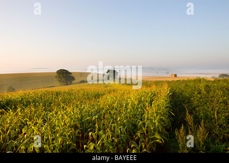 Agricultural crop field growing in rural mid Devon England September 2008 Stock Photo