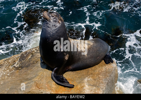 California Sea lion resting on rock in Monterey Bay, California. Stock Photo