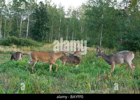 White-tailed bucks in a food plot Stock Photo