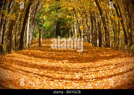 Beautiful autumn trail with bright orange leaves and trees Stock Photo ...