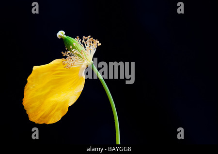 Meconopsis cambrica. Final petal on a Welsh Poppy against black background Stock Photo