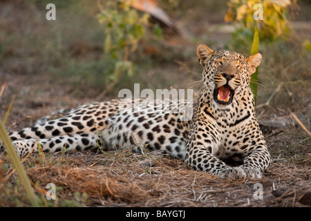 Humorous pose of a female Leopard lying in grass yawning mouth wide open laughing or singing, face lit by spot of warm sunlight Stock Photo