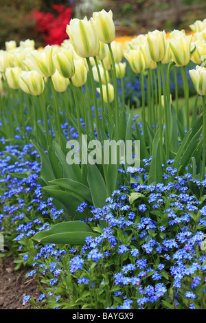Close up of a colourful display of spring green tulipa - tulips and blue forget me nots flowering in a spring garden border, England, UK Stock Photo