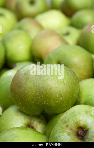 malus domestica Bramley Seeling apple crop of armagh bramley apples Stock Photo