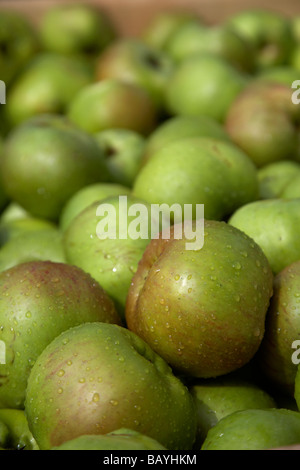 malus domestica Bramley Seedling apple crop of armagh bramley apples Stock Photo
