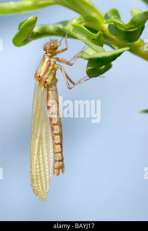 Large Red Damselfly - freshly emerged from its case (exuvia Stock Photo ...