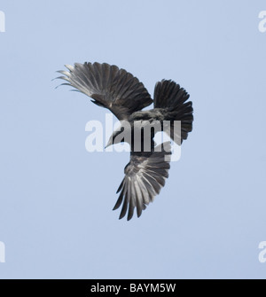 Jackdaw (Corvus monedula) in flight with outstretched wings, Surrey, UK Stock Photo