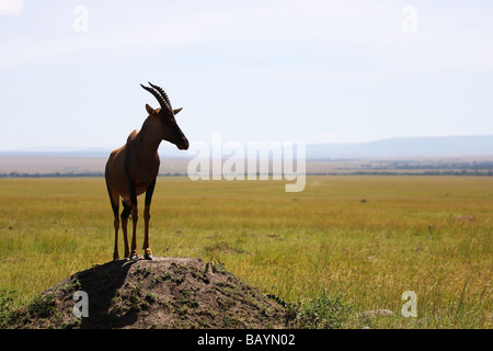 Antelope in Masai Mara Kenya Africa Stock Photo