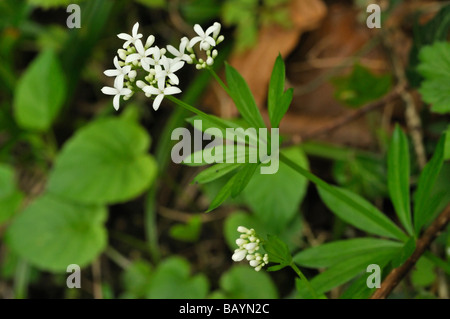 Woodruff Galium odoratum Stock Photo